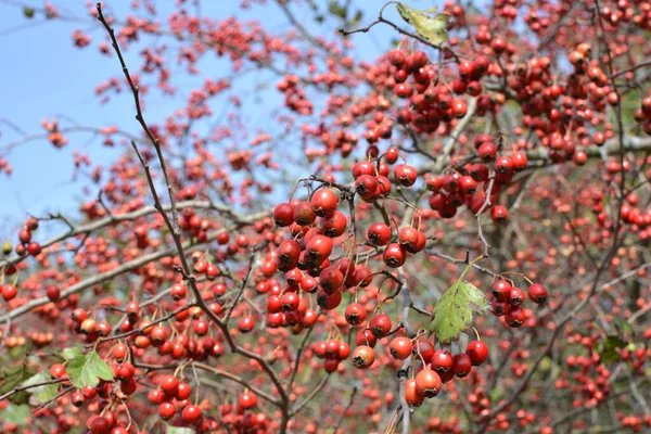 Förgrena Sig Med Mogna Röda Frukter Hagtorn Crataegus — Stockfoto