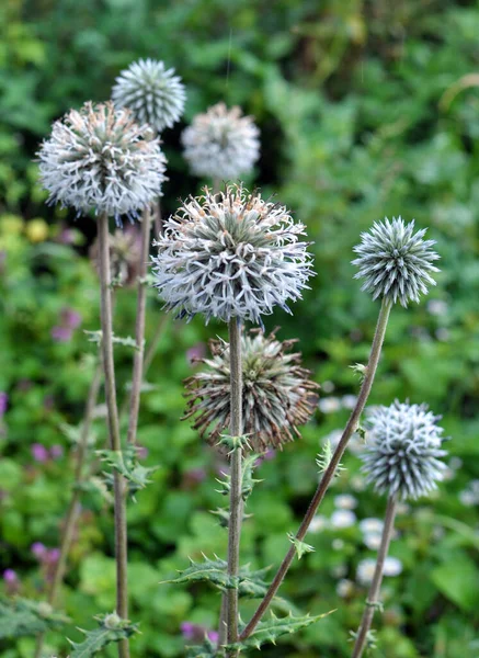 在野外 蜂蜜植物刺槐花盛开 — 图库照片