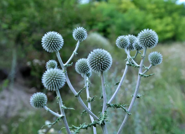 Дикой Природе Мед Завод Echinops Sphaerocephalus Цветет — стоковое фото