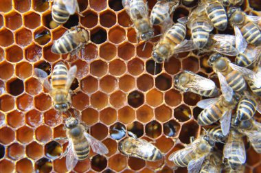 Bal arıları polenle bal peteğinde çalışır.