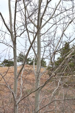 Yaşayan bir kavak ağacının gövdesinin parçası