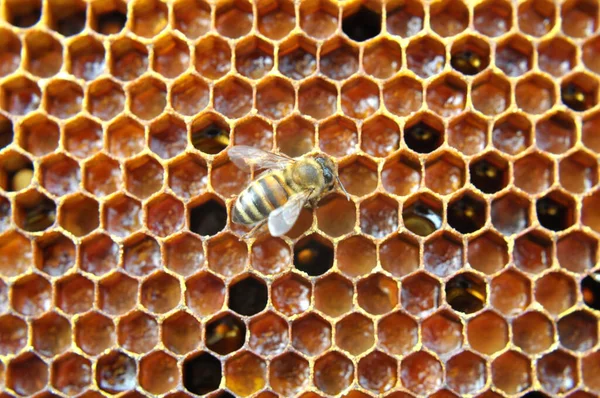 Las Abejas Melíferas Trabajan Panal Con Polen —  Fotos de Stock