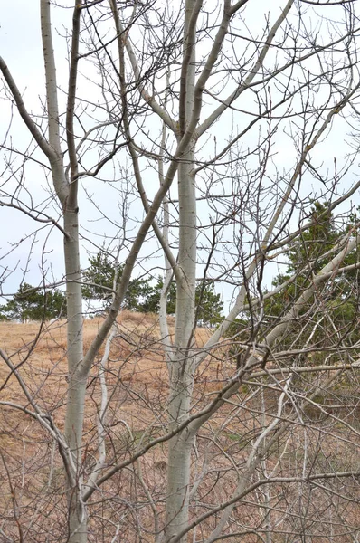 Yaşayan bir kavak ağacının gövdesinin parçası