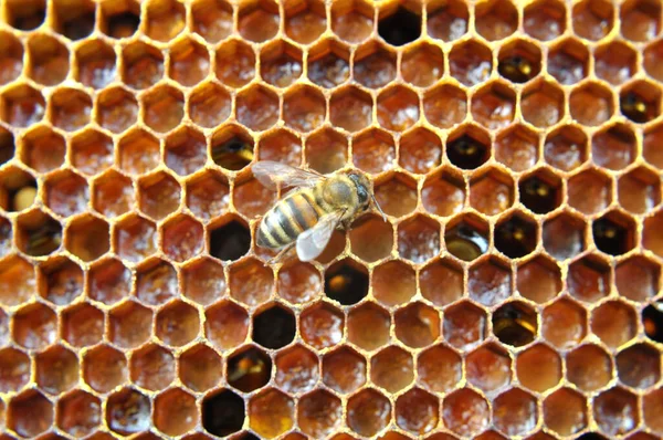 ミツバチは花粉とミツバチの研究をしています ストック写真