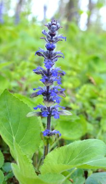 Ajuga sürüngenleri doğada büyür ve çiçek açar.