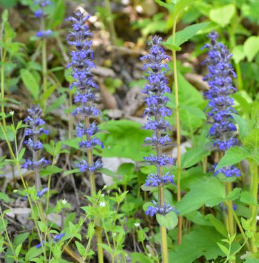 Ajuga sürüngenleri doğada büyür ve çiçek açar.