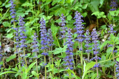 Ajuga sürüngenleri doğada büyür ve çiçek açar.