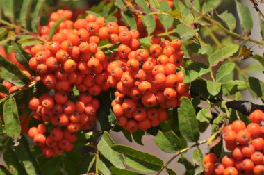 Doğada, Rowan 'ın bir dalında sıradan (Sorbus aucuparia) olgun meyveler
