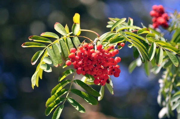 Природі Гілці Звичайних Sorbus Aucuparia Дозрілих Ягід — стокове фото
