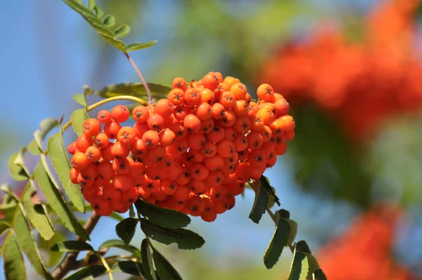 자연계에서 소버스아우 파리아 열매가 — 스톡 사진