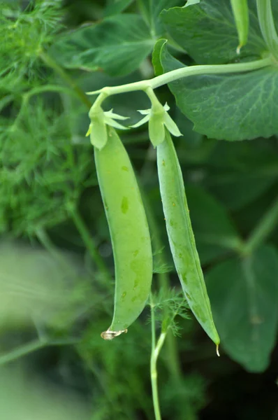 Jóvenes Guisantes Verdes Maduran Arbusto — Foto de Stock