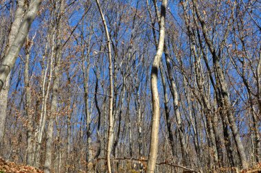 Hornbeam ağaçları ormanda yetişir. 