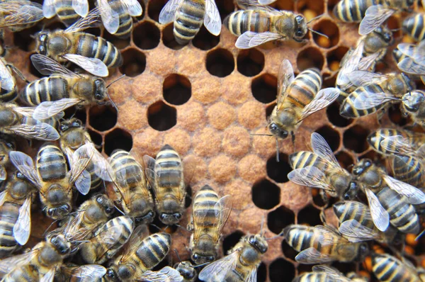 Honigbienen Auf Einer Wabe Mit Geschlossener Brut — Stockfoto