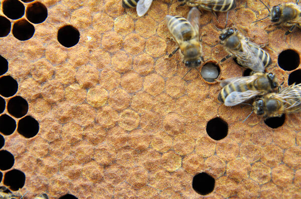 Honey bees on a honeycomb with a closed brood