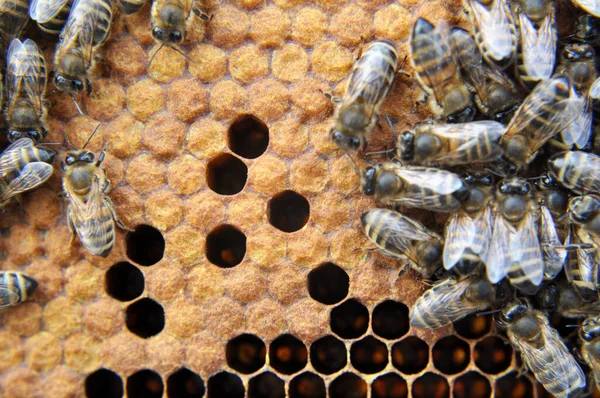 Honigbienen Auf Einer Wabe Mit Geschlossener Brut — Stockfoto