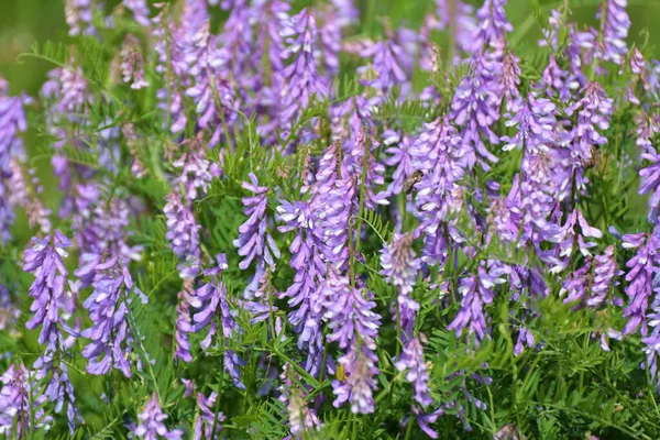 Vicia Tenuifolia Floresce Prado Natureza — Fotografia de Stock