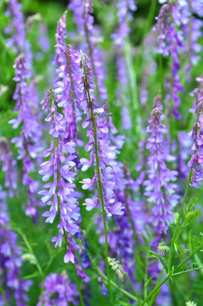 Vicia Tenuifolia Kwitnie Łące Dziczy — Zdjęcie stockowe