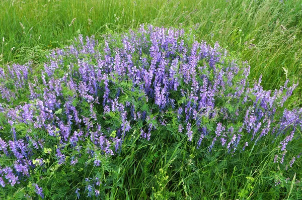 Vicia tenuifolia vahşi çayırlarda çiçek açar.