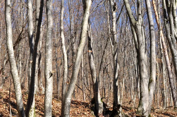 Hornbeam ağaçları ormanda yetişir. 