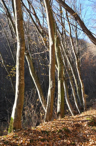 森林里长满了角梁树和实木 — 图库照片
