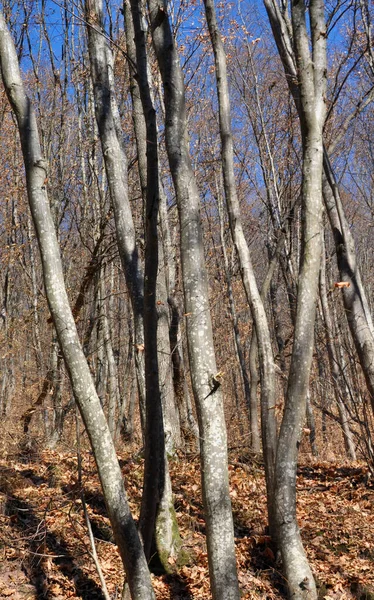 Alberi Carpino Legno Massello Crescono Nella Foresta — Foto Stock