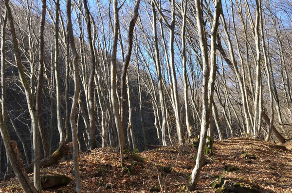 Hornbeam ağaçları ormanda yetişir.
