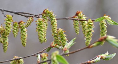 Ormandaki bir boynuz direğinde çiçekler açar.
