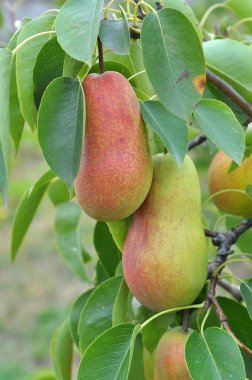 Meyve bahçesinde, armutlar ağaç dalında olgunlaşır..