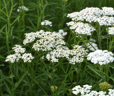 Yarrow (Achillea) otlar arasında vahşi doğada çiçek açar