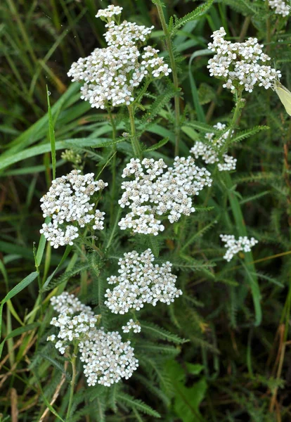 Yarrow (Achillea) otlar arasında vahşi doğada çiçek açar