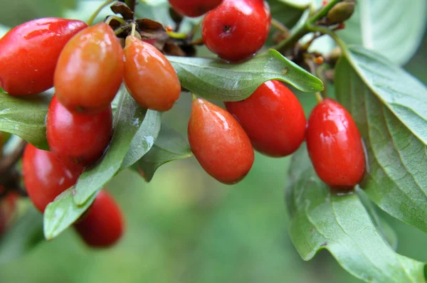 Ogrodzie Gałęzi Drzewa Dojrzewają Dogwood Owoce — Zdjęcie stockowe