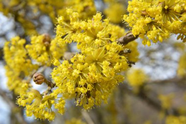 Bahar korneli gerçektir (Cornus mas) vahşi doğada çiçek açar 