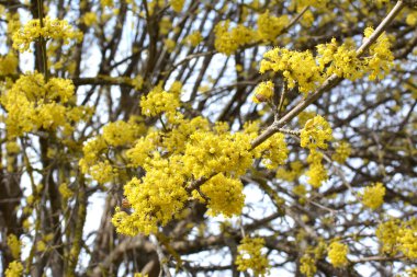 Bahar korneli gerçektir (Cornus mas) vahşi doğada çiçek açar 