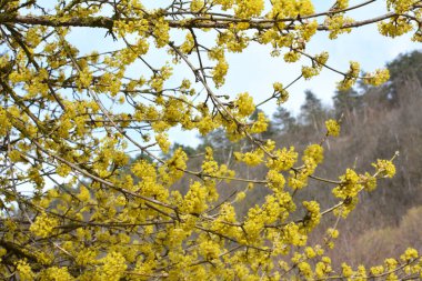 Bahar korneli gerçektir (Cornus mas) vahşi doğada çiçek açar 