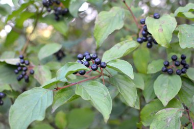 Mısır gevreğinin kara meyveleri bir çalılığın dalında olgunlaşır..
