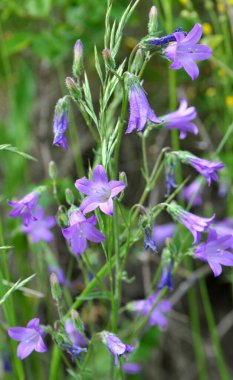 Çanlar (Campanula) yazın vahşi doğada açar