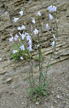 Çanlar (Campanula) yazın vahşi doğada açar