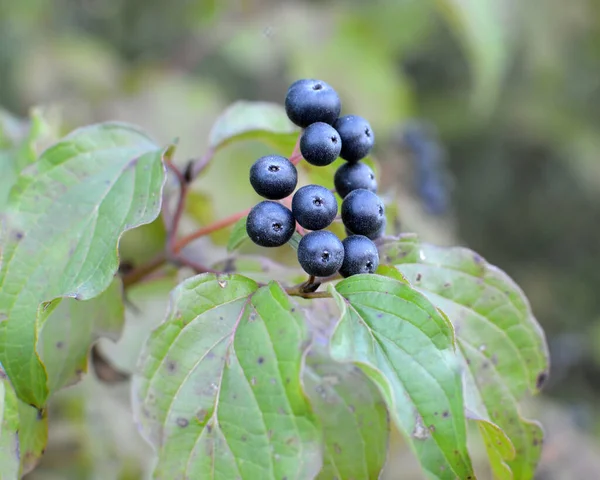 Fructele Negre Porumb Sanguineea Coc Ramură Unui Tufiș — Fotografie, imagine de stoc
