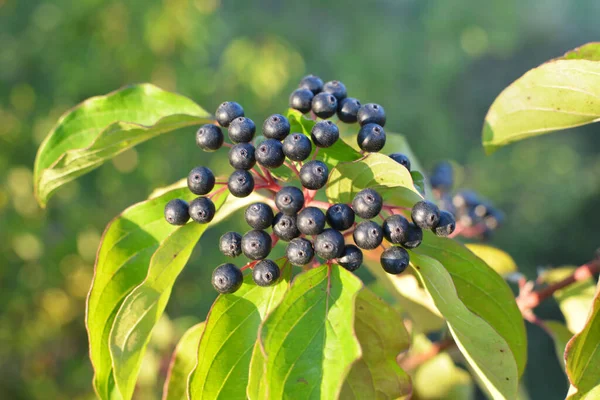山核桃的黑色浆果在灌木丛的枝条上成熟 — 图库照片