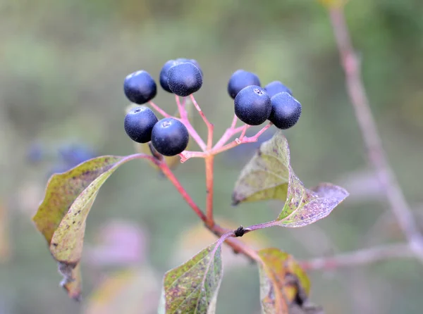 Black Berries Cornus Sanguinea Ripen Branch Bush — Stock Photo, Image