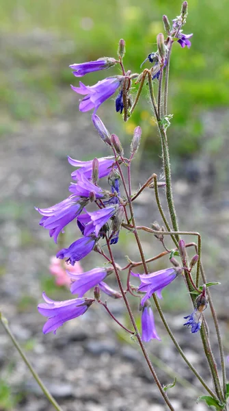 Zvony Campanula Kvetou Volné Přírodě Létě — Stock fotografie