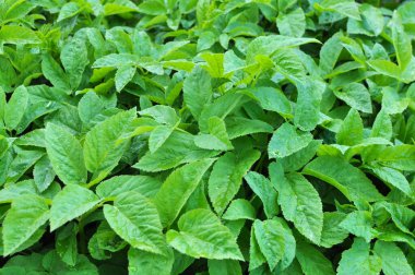 Aegopodyum podagraria vahşi doğada bir ot gibi büyüyor.