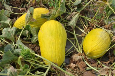 Sarı karpuz açık organik toprakta yetişir.