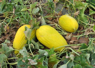 Sarı karpuz açık organik toprakta yetişir.