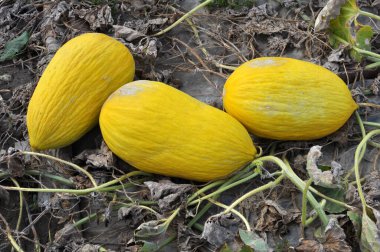 Sarı karpuz açık organik toprakta yetişir.