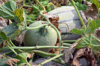 Yazın, karpuzlar açık organik topraklarda yetişir.