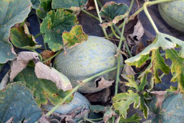 Yazın, karpuzlar açık organik topraklarda yetişir.