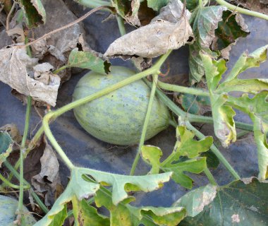 Yazın, karpuzlar açık organik topraklarda yetişir.