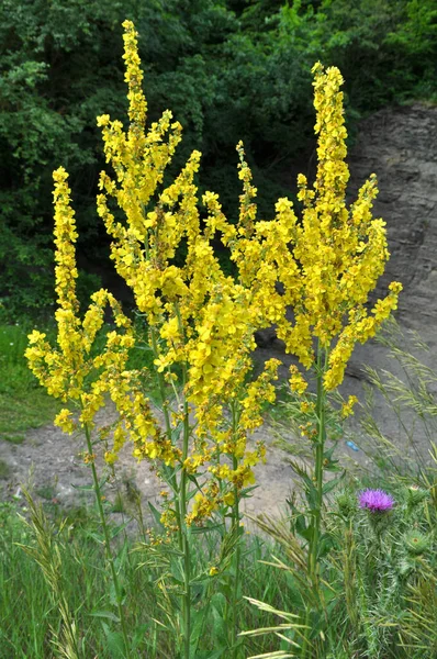 Una Las Especies Salmuera Verbascum Lychnitis Florece Naturaleza — Foto de Stock