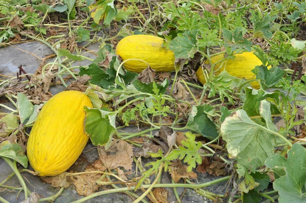 Sarı karpuz açık organik toprakta yetişir.
